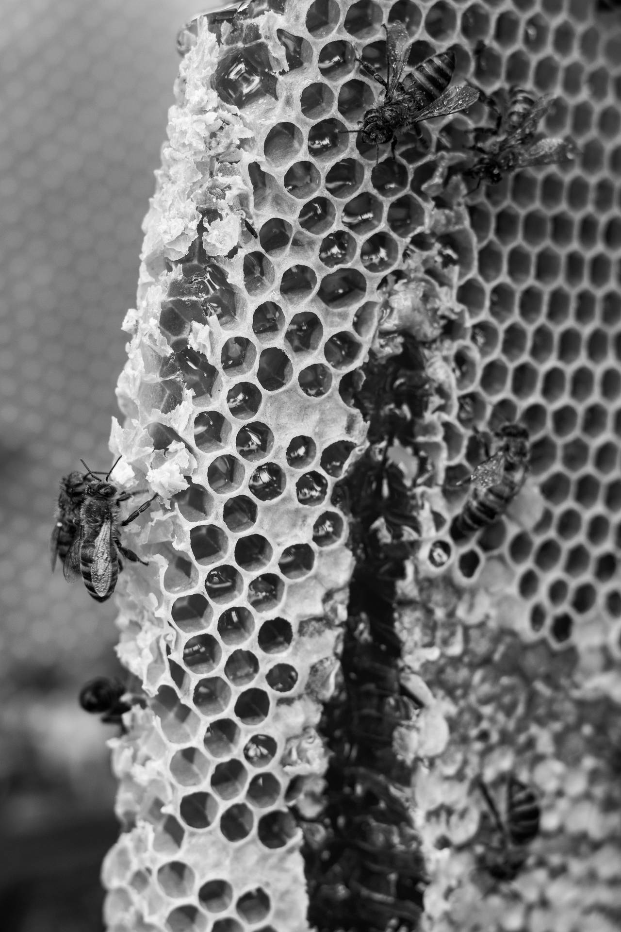 Honeycomb Gråtonebillede Wallpaper