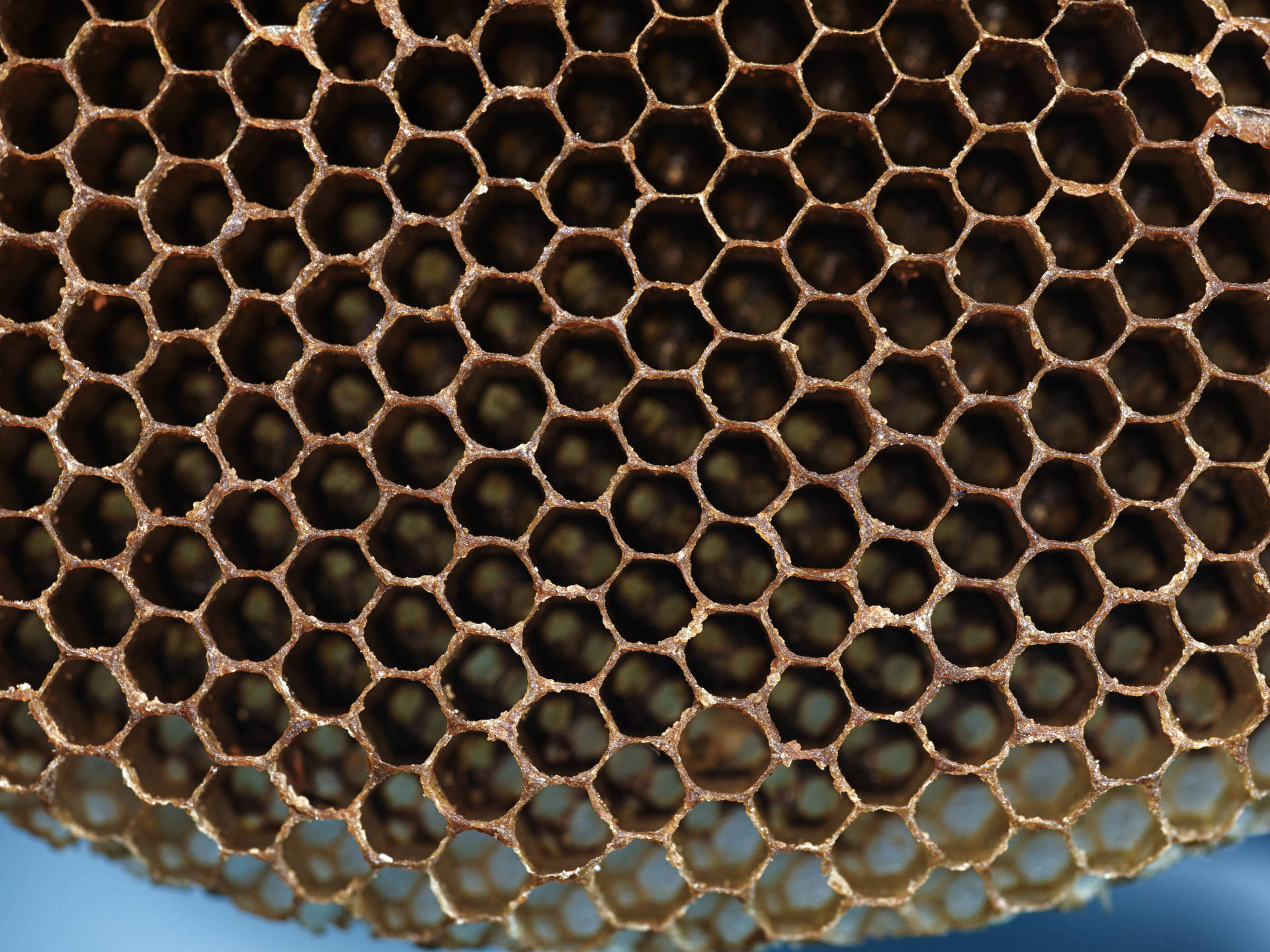 Honeycomb Hollowed Inside