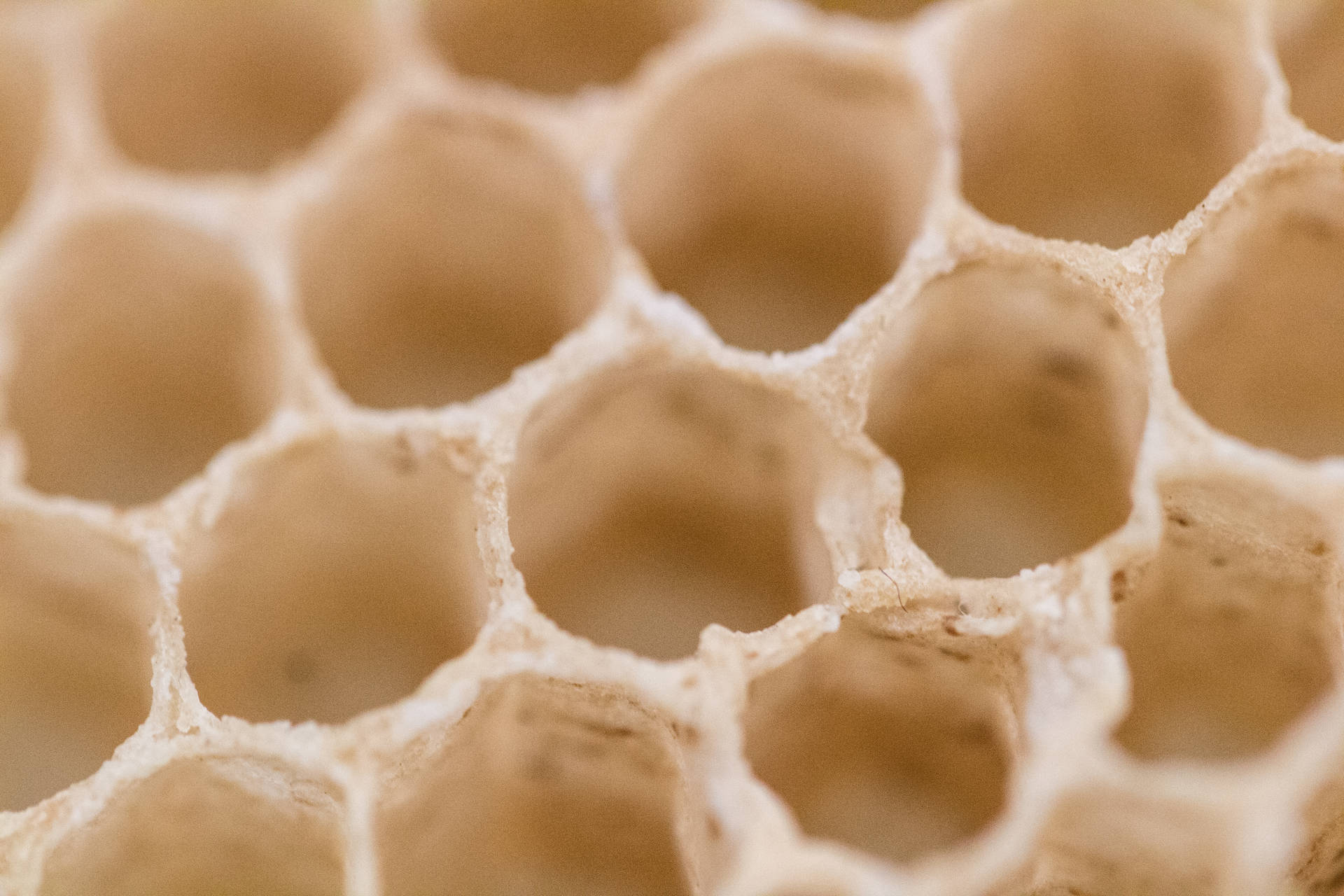 Honeycomb Hvid Tom Wallpaper