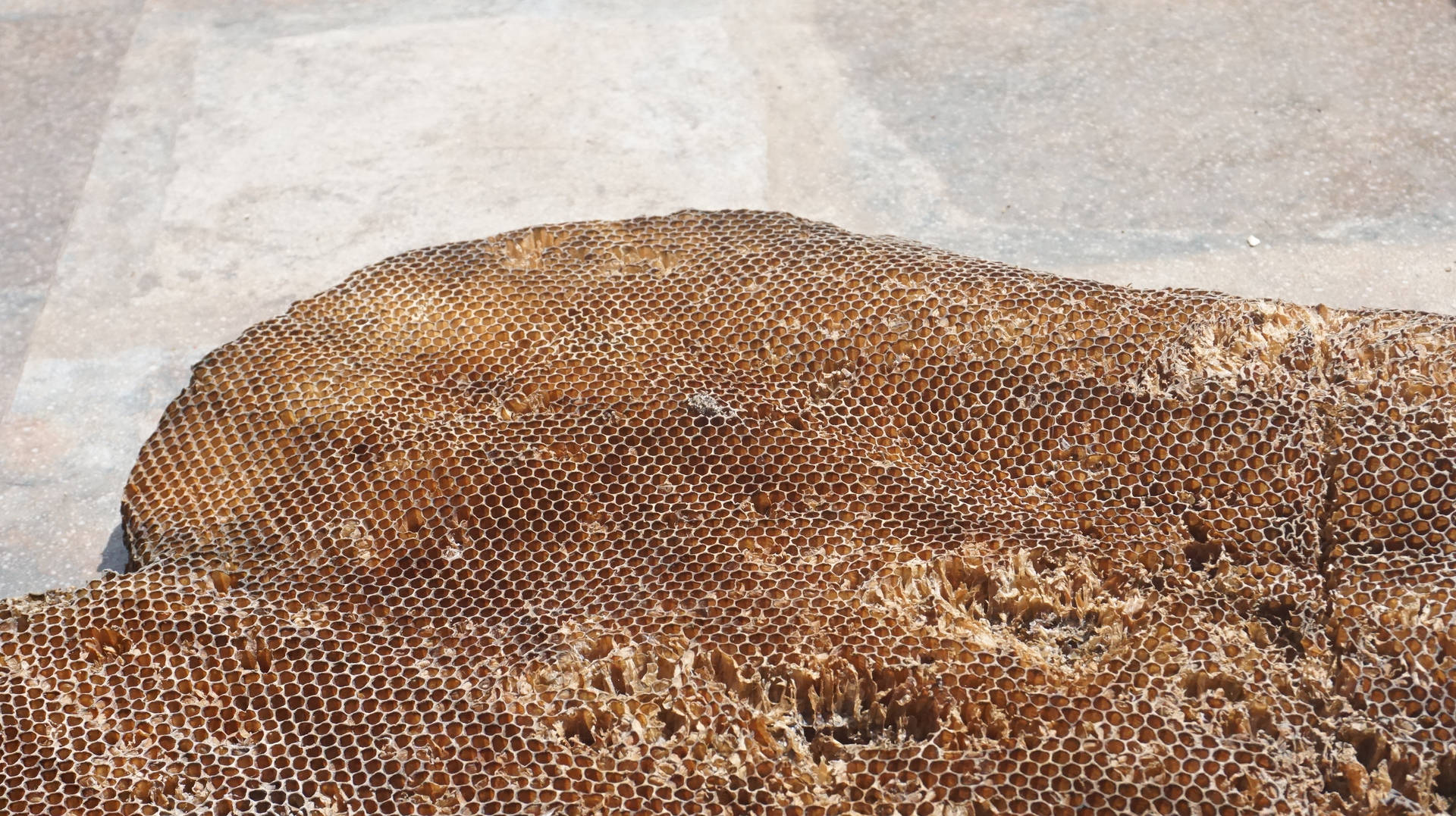 Honeycomb Large Chunk