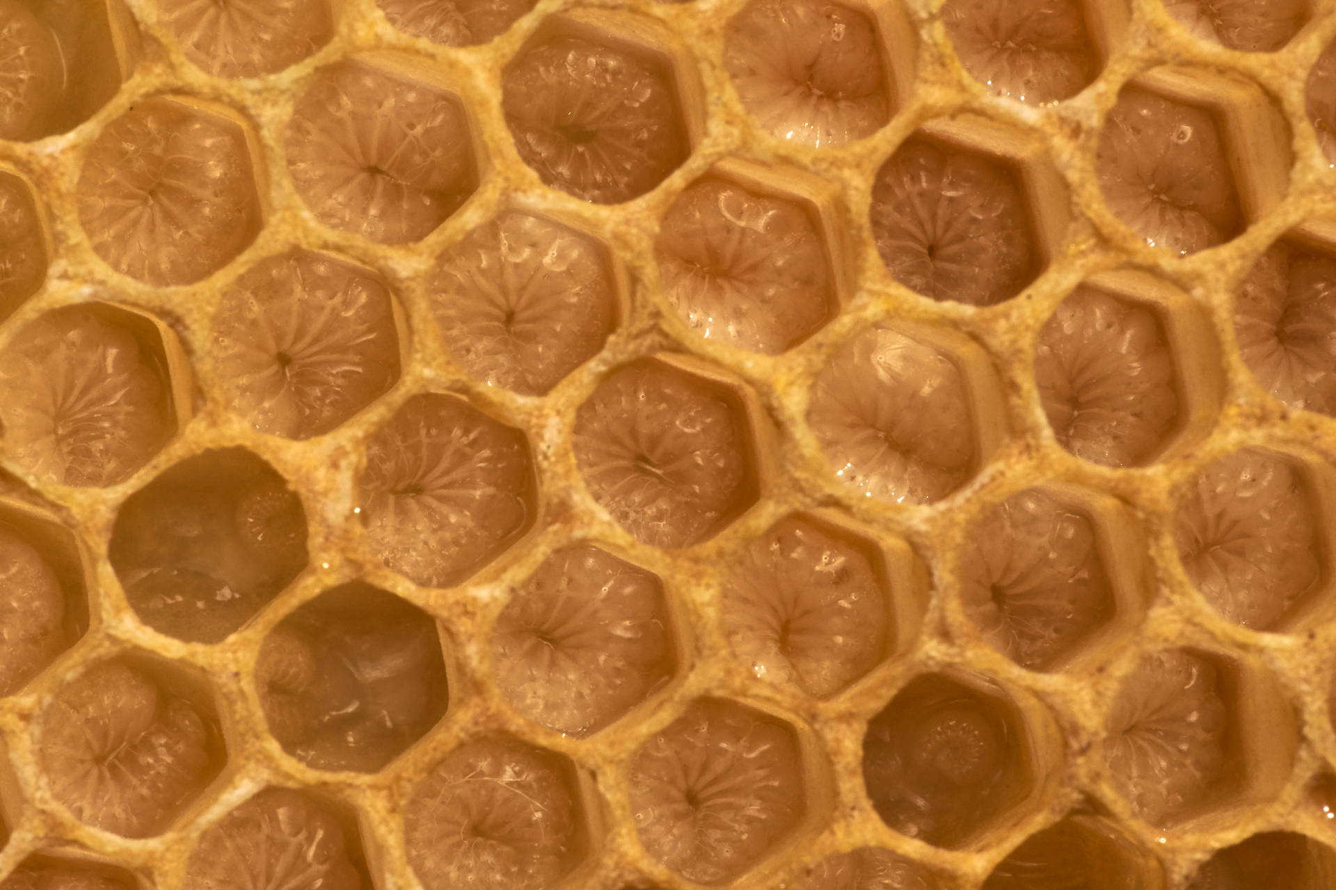 Honeycomb Nærbillede Shot Wallpaper