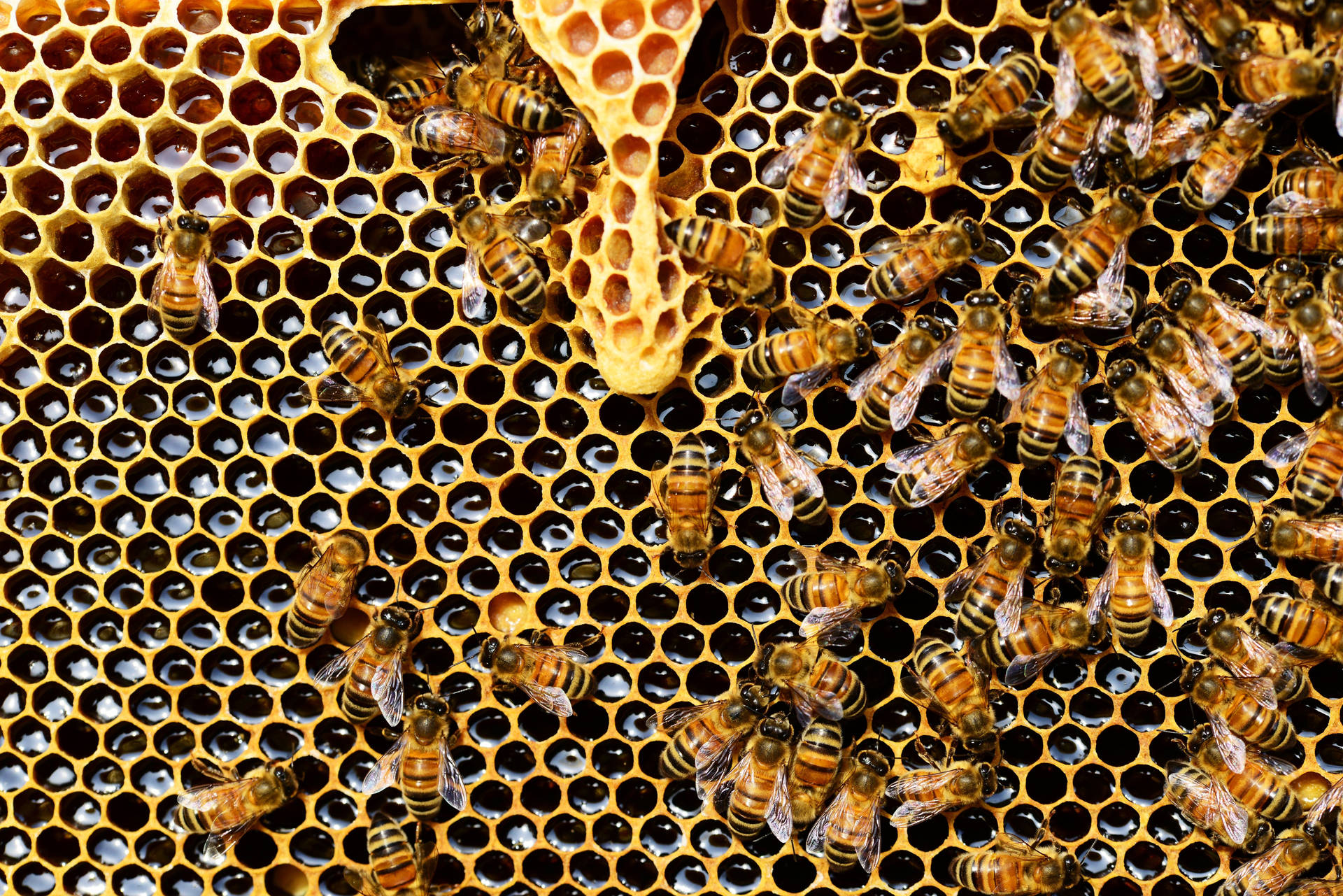 Honeycomb Wax Wallpaper