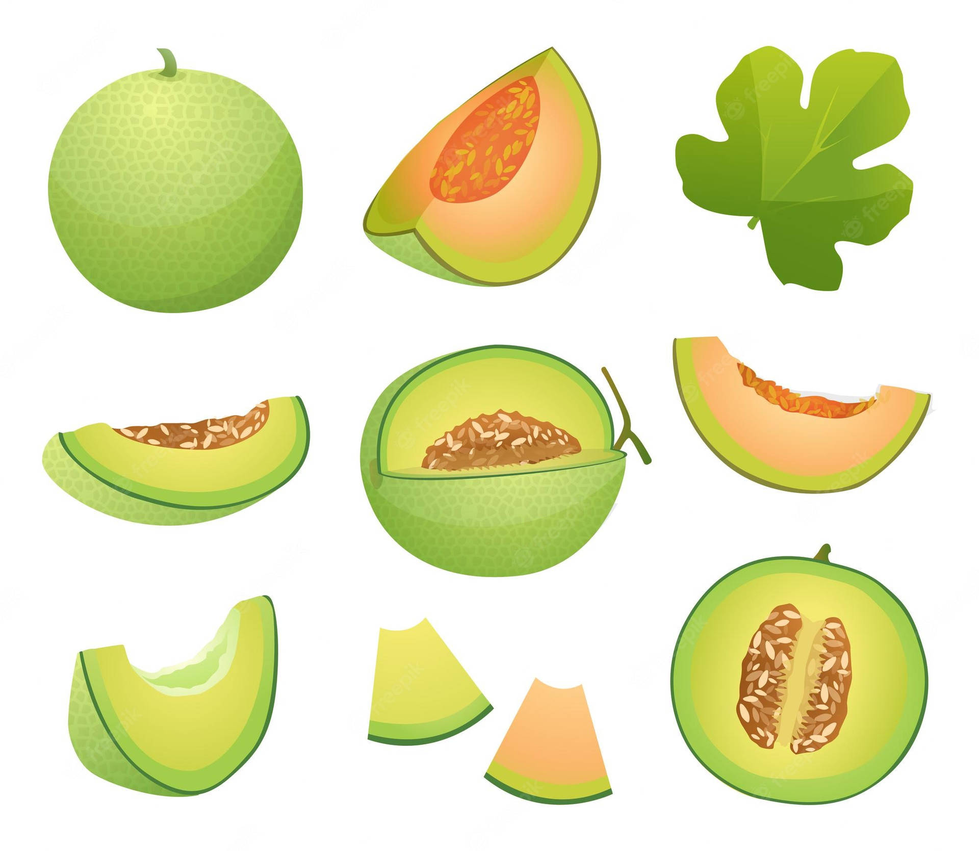 Honeydew Melon Illustration Wallpaper