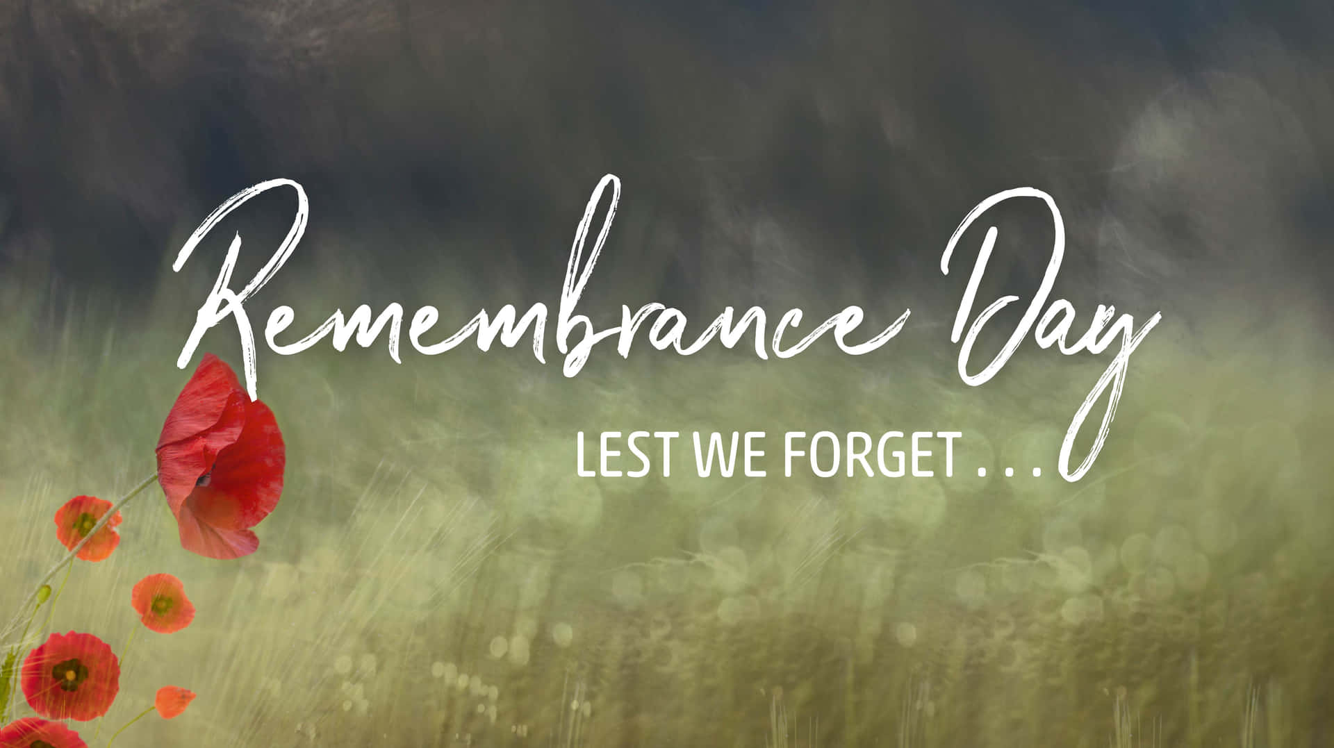 Honoring The Brave: A Silent Tribute On Remembrance Day Wallpaper