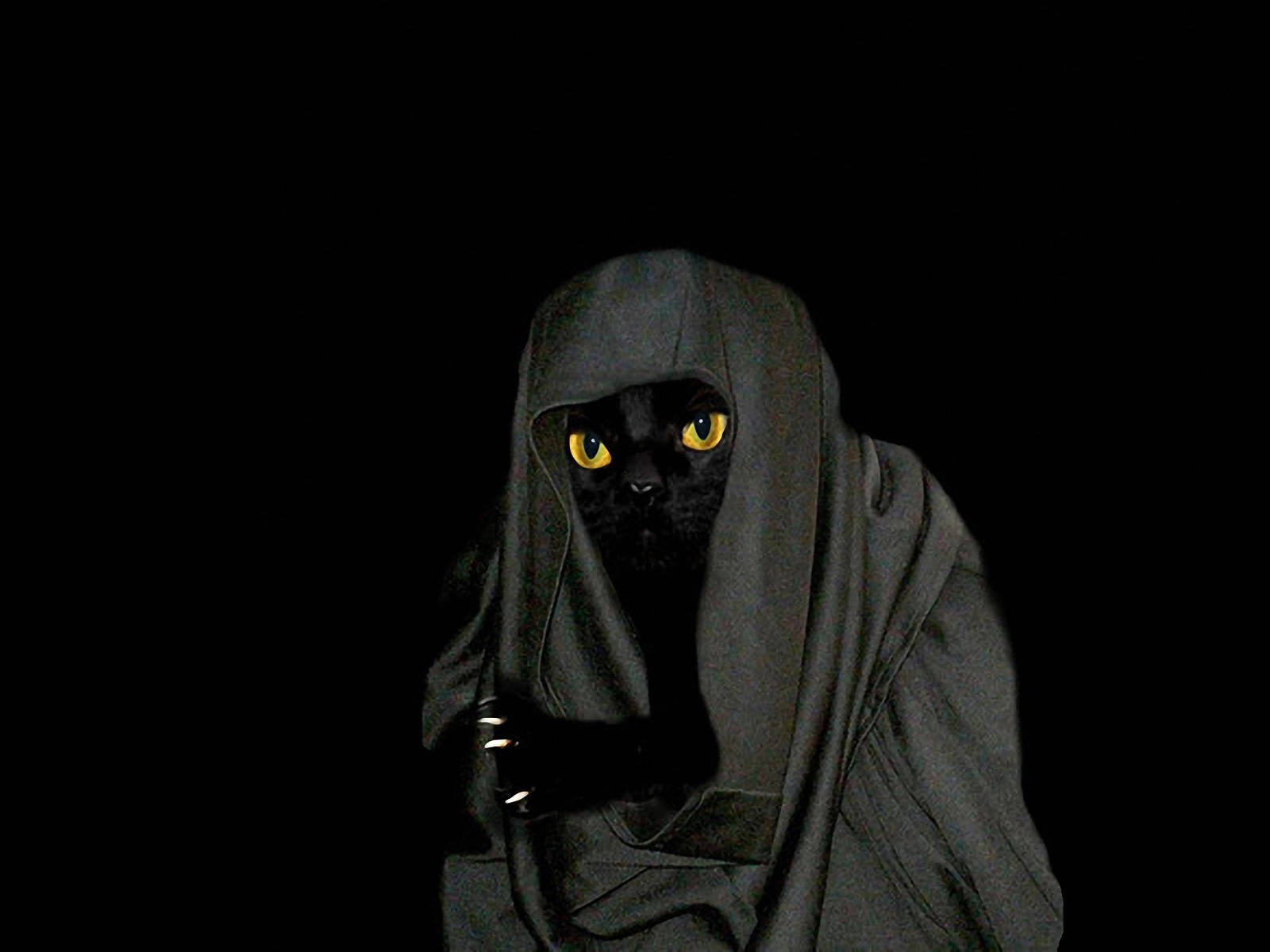 Hooded Cat Awesome Animal Wallpaper
