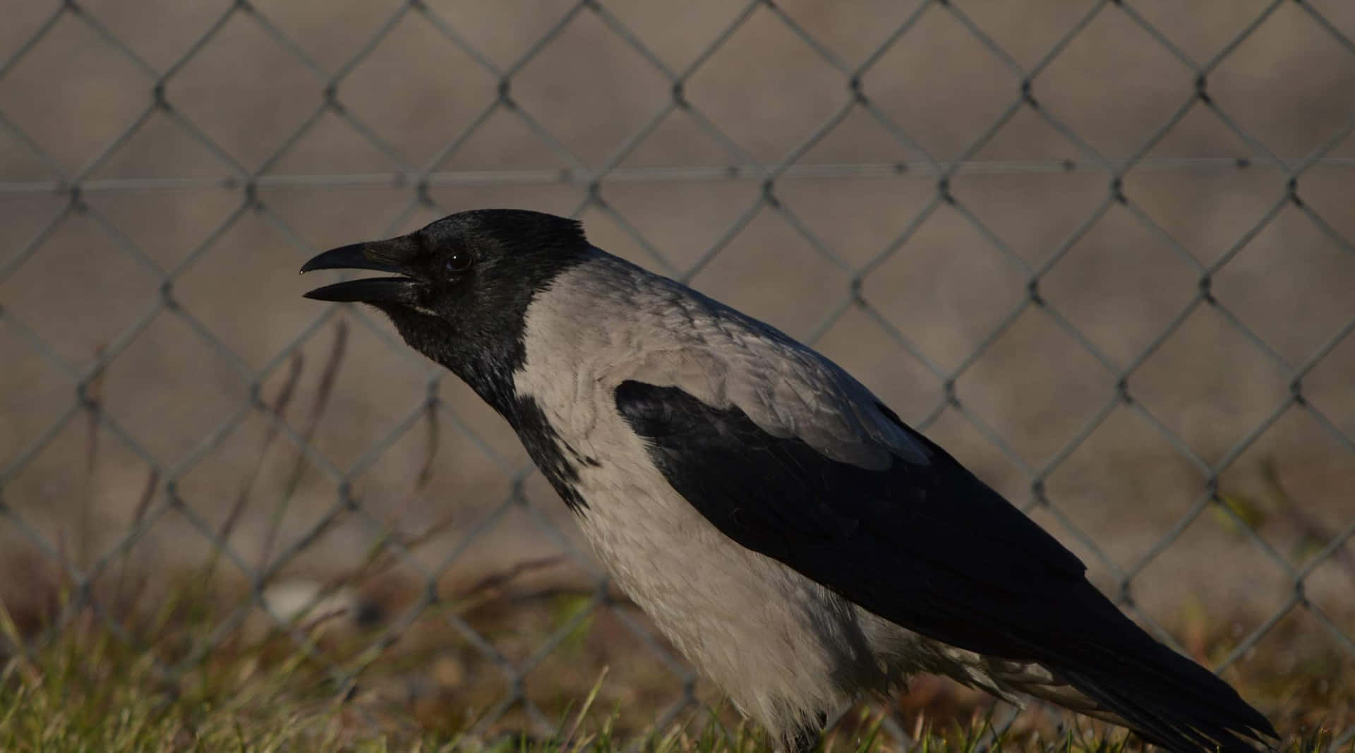Hooded Crow Behind Fence Wallpaper