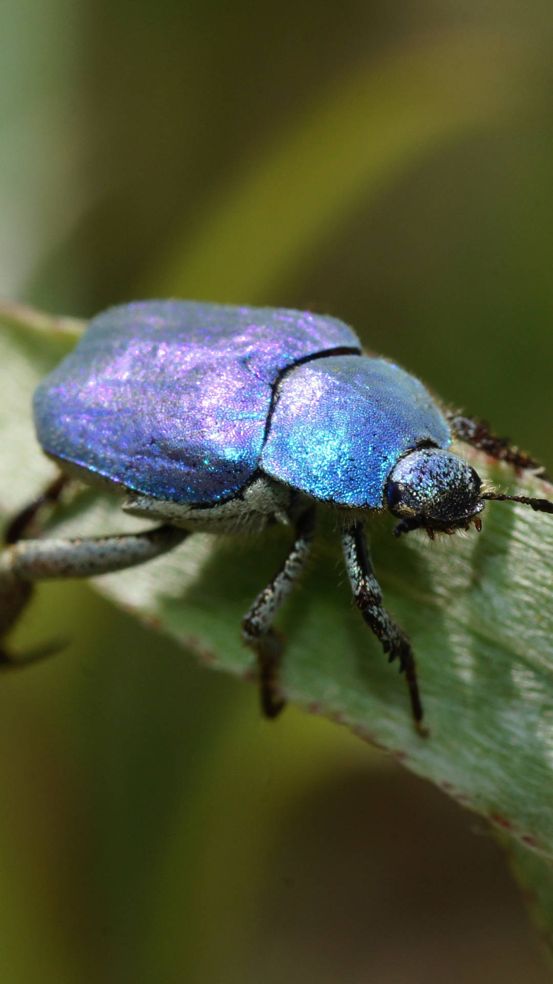 Hoopla Blue Beetle Wallpaper