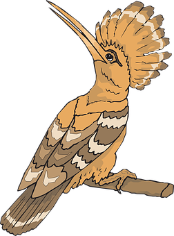 Hoopoe Bird Illustration PNG