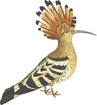 Hoopoe Bird Illustration PNG