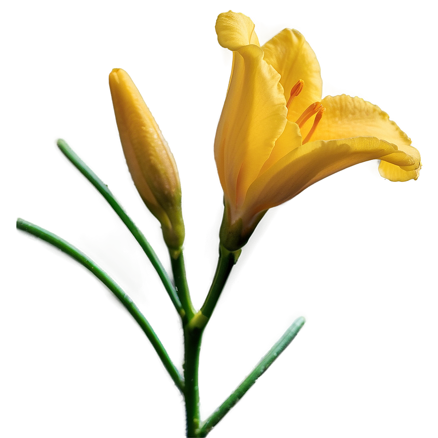 Hopeful Freesia Png Sln6 PNG