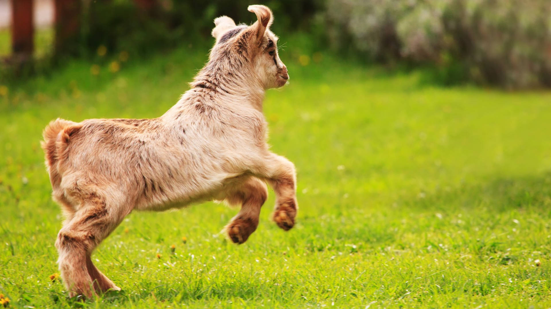 Hopping Baby Goat On Grass Wallpaper