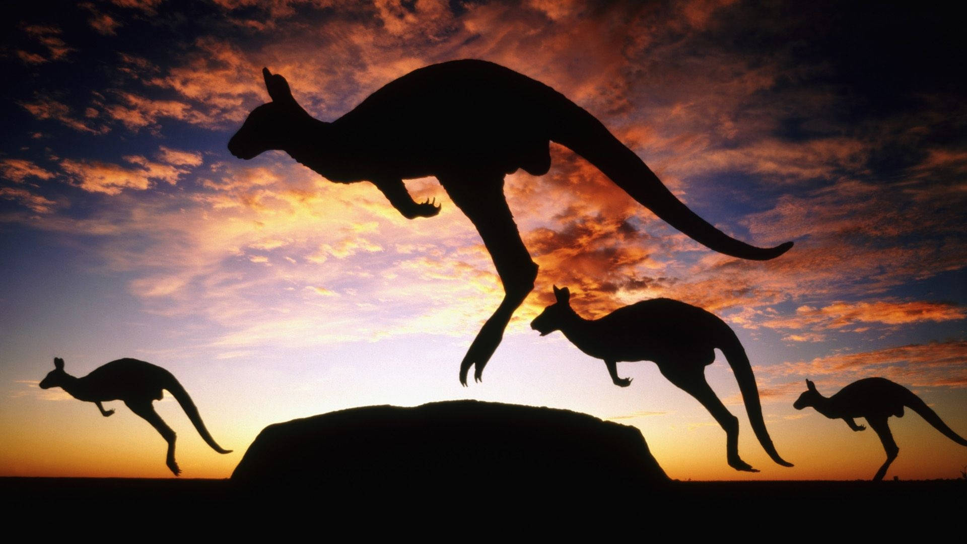 Hopping Kangaroos Silhouettes Wallpaper
