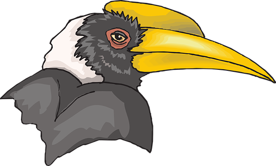 Hornbill Vector Illustration PNG
