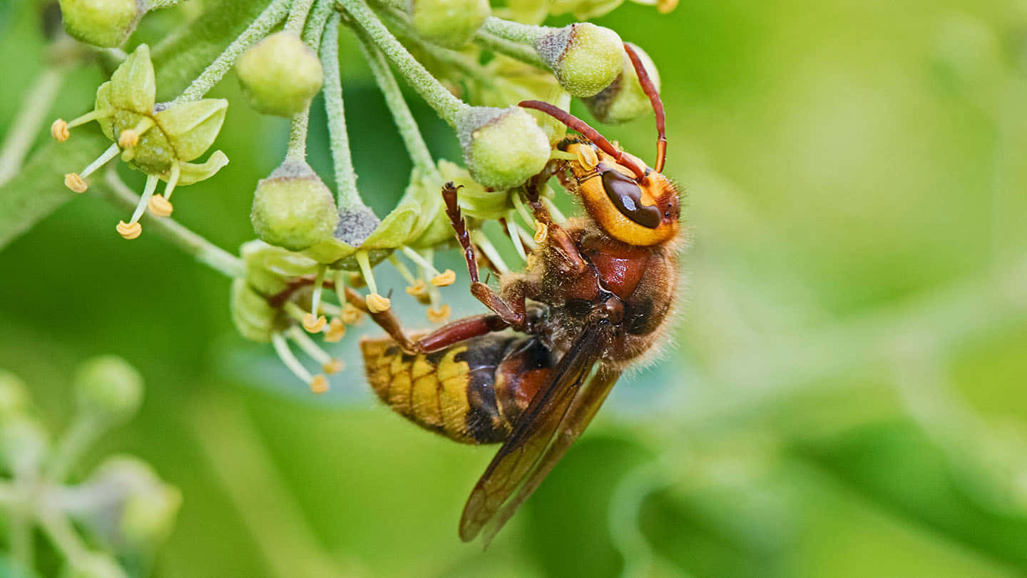 Hornet Feedingon Flower Nectar.jpg Wallpaper
