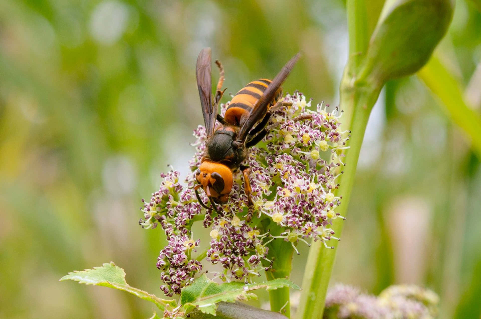 Hornet Feedingon Flower Nectar Wallpaper