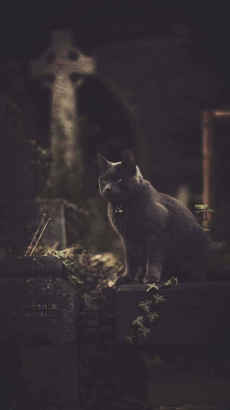 Skräckiphone-svarta Katten. Wallpaper