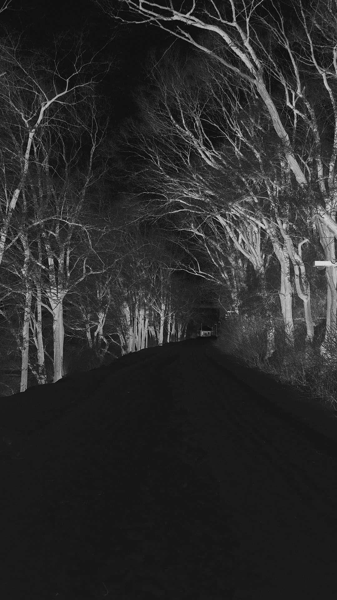 Et sort og hvidt foto af en vej med træer på begge sider. Wallpaper