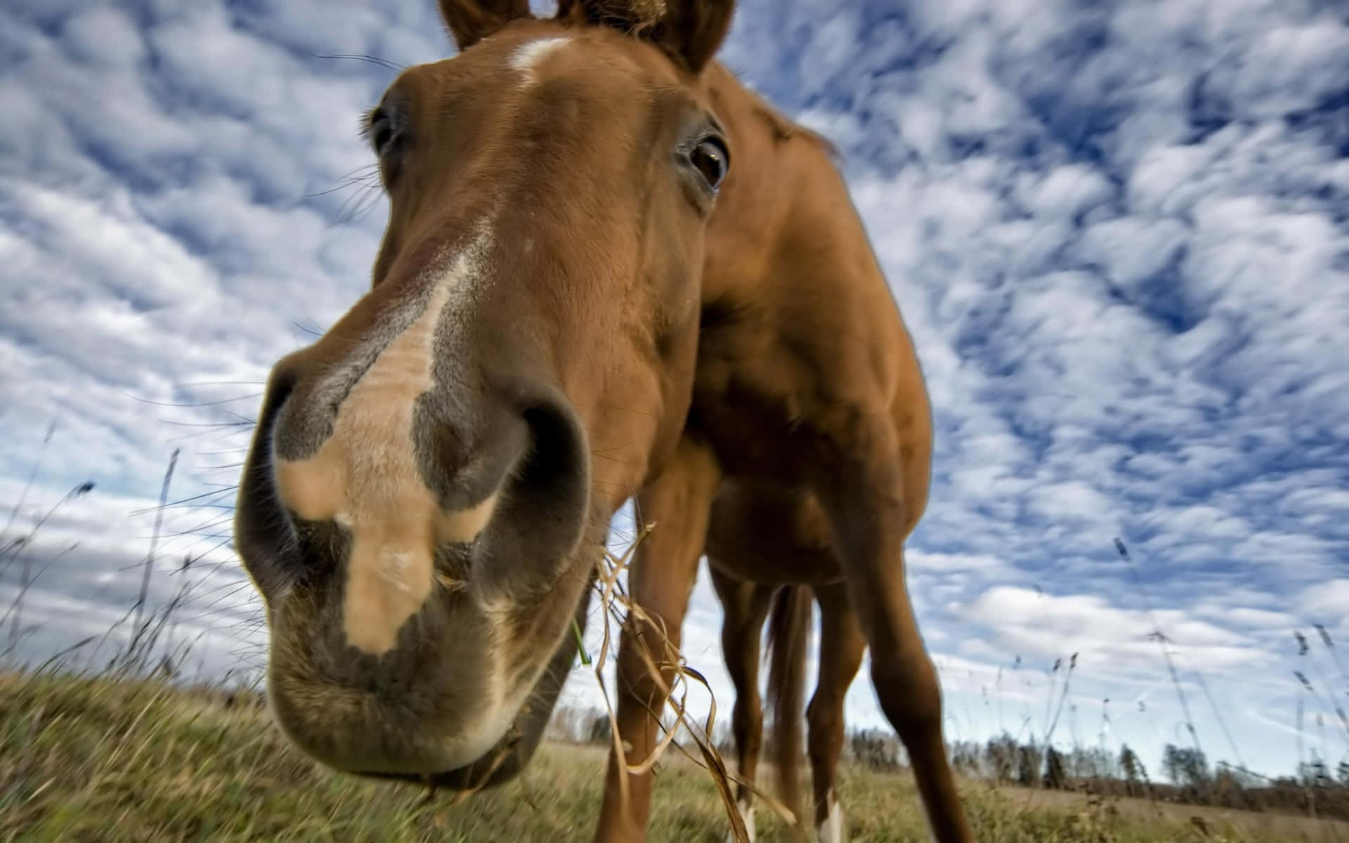 A stunningly beautiful horse running in an open field.