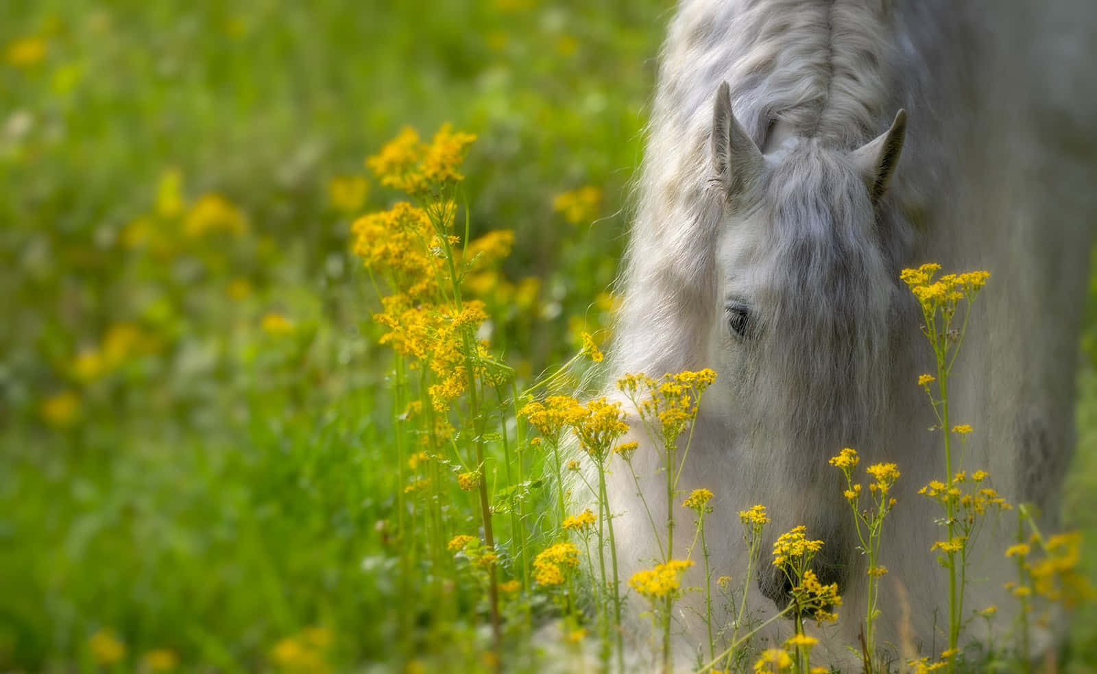 Majestic Horse Overlooking a Valley