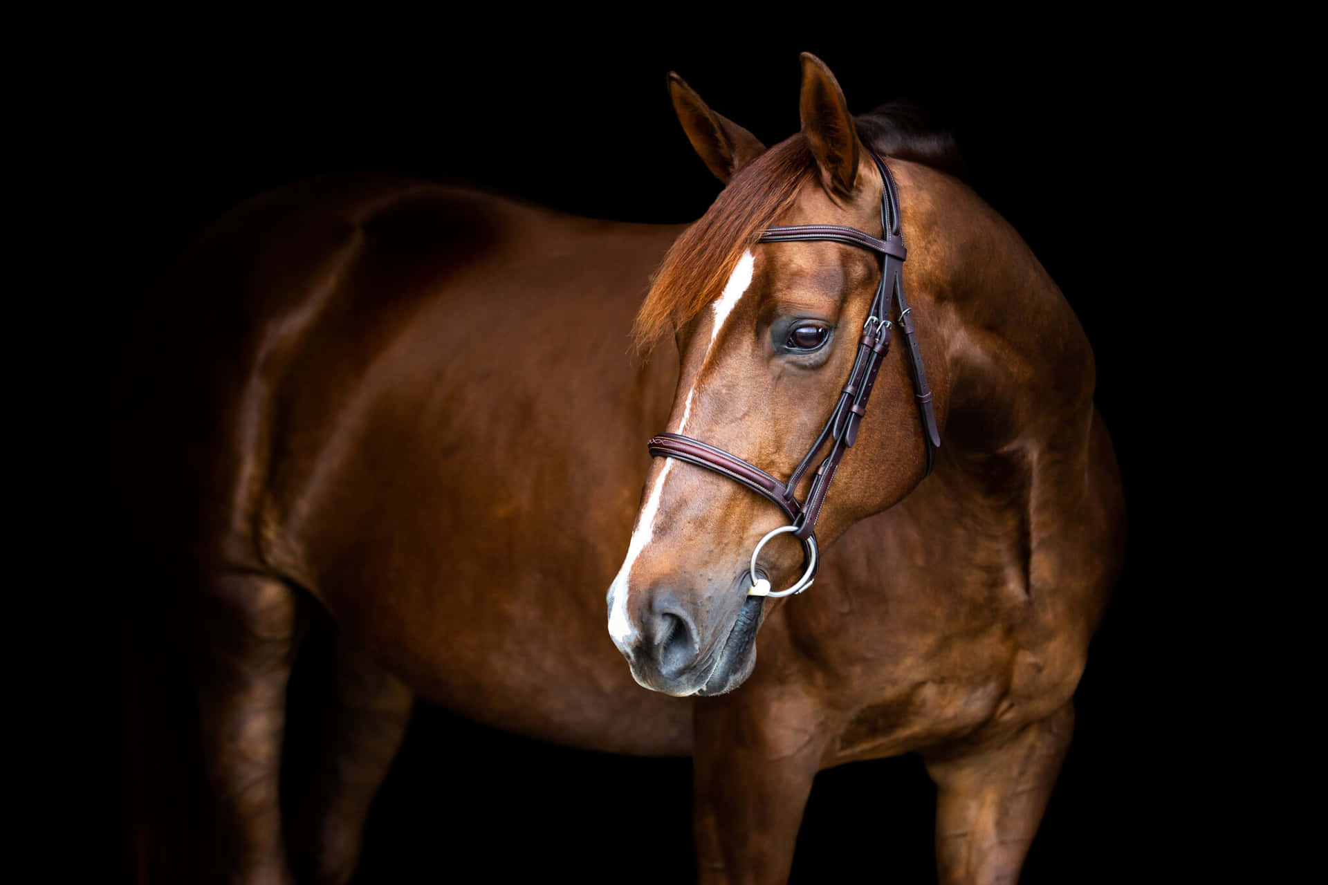 Uncaballo Marrón Está Parado Frente A Un Fondo Negro.