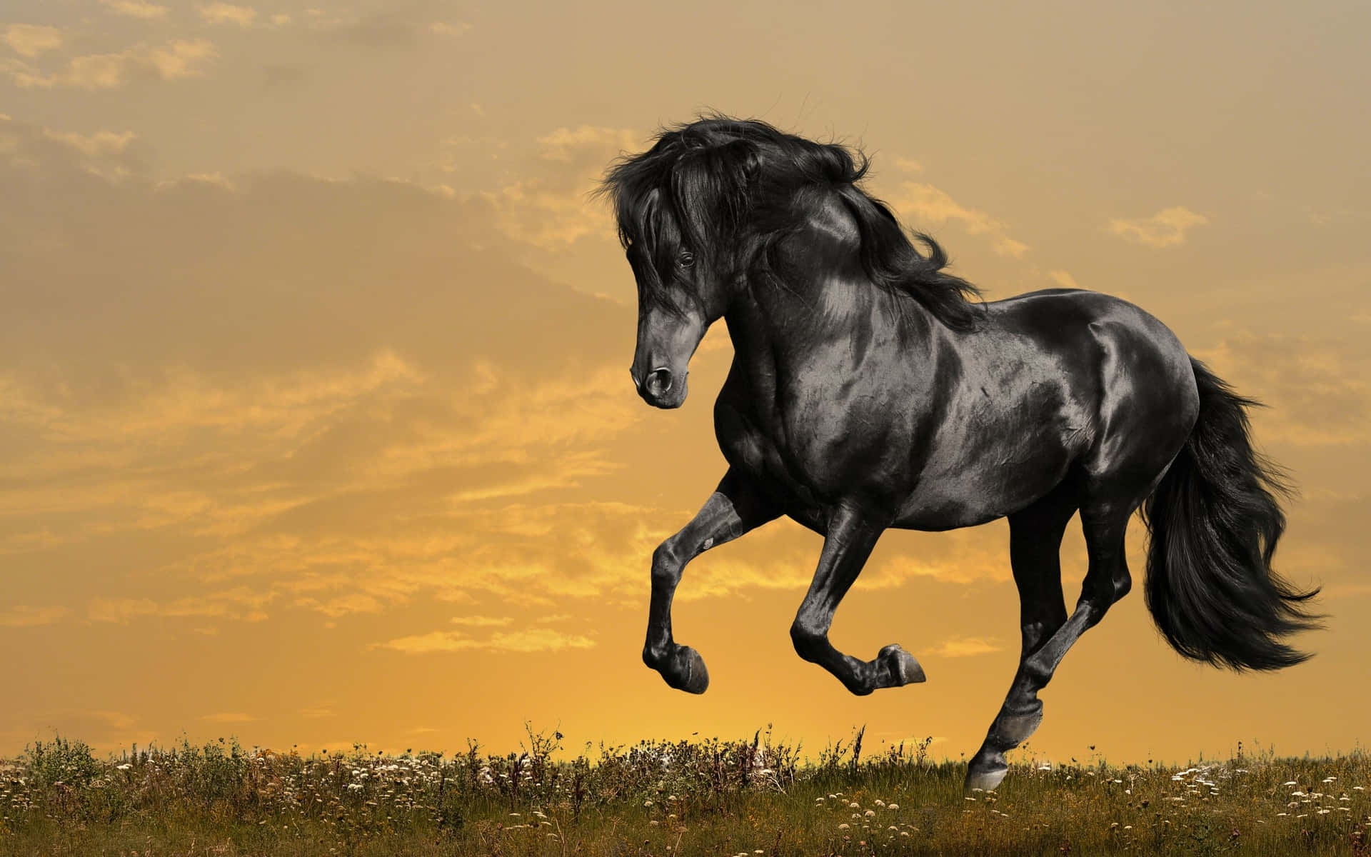 A Black Horse Running In The Field