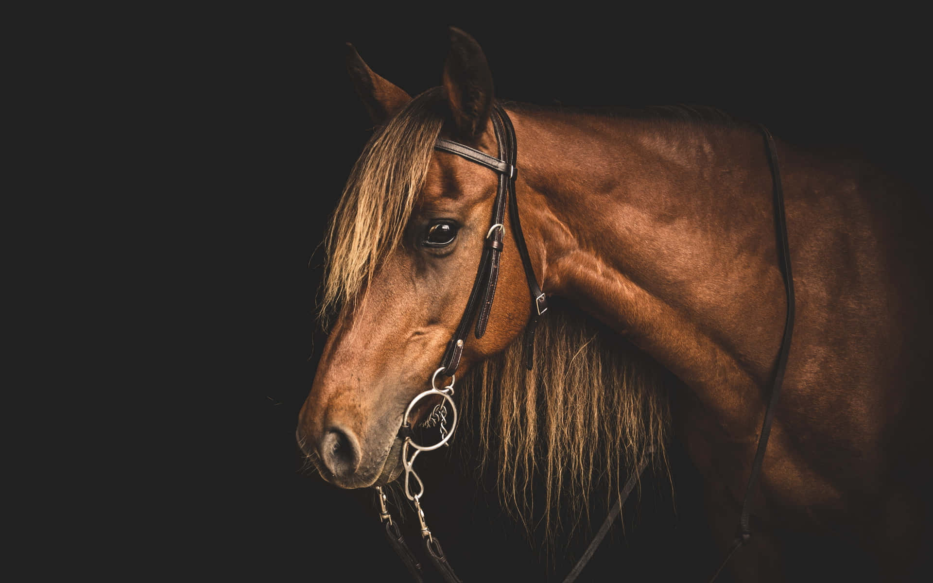 A close-up portrait of a beautiful and majestic horse