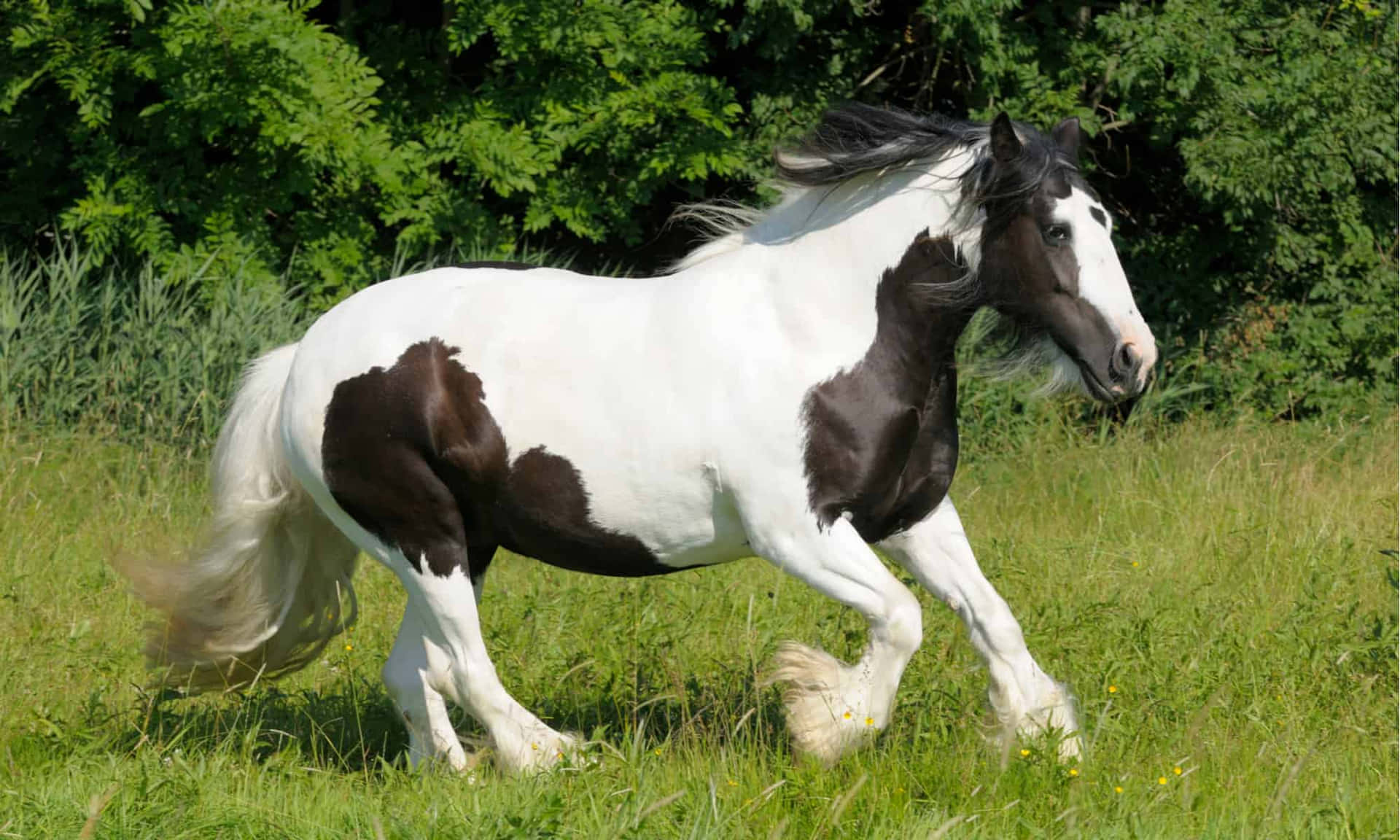 Einstolzes Und Majestätisches Weißes Pferd In Seinem Natürlichen Lebensraum