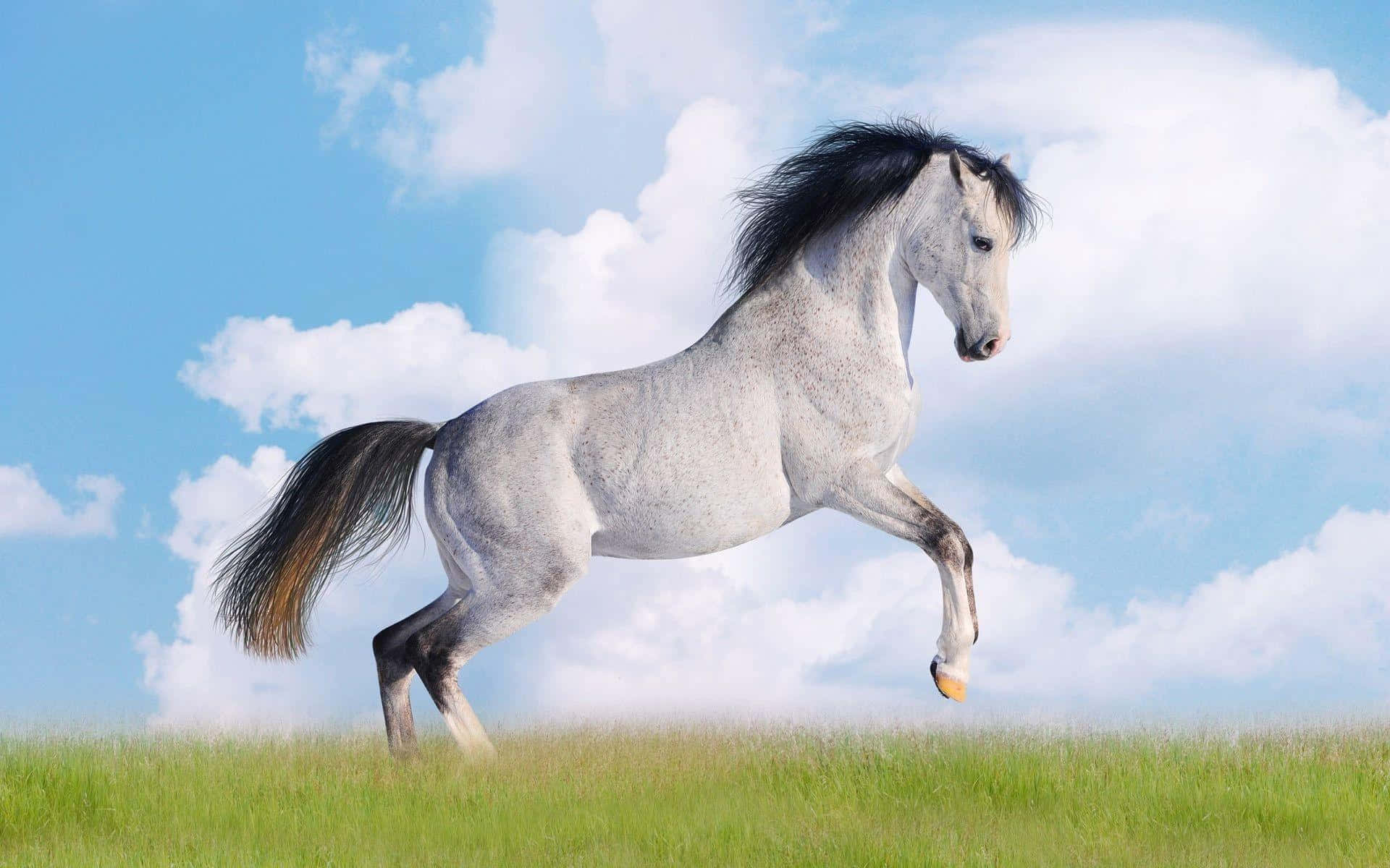 Majestic horse running through a field of tall grass
