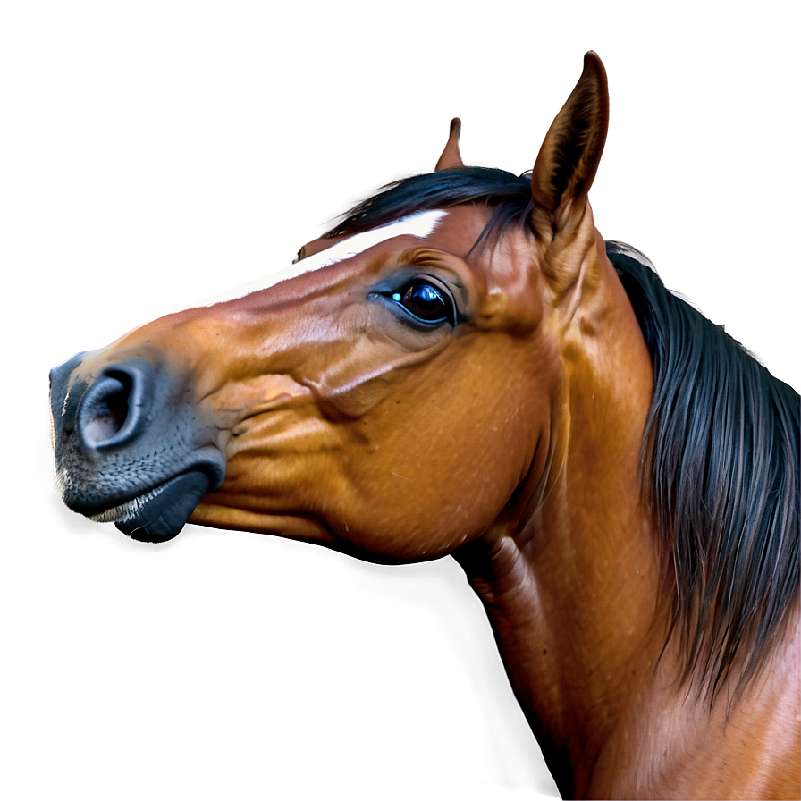 Horse Clipart Png 05032024 PNG