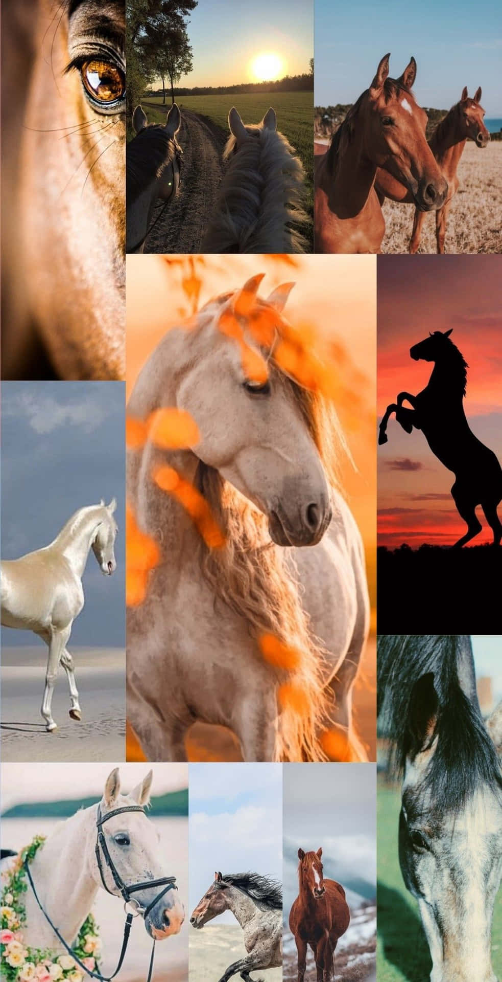 Perfezionefotografica - Un Collage Per Gli Amanti Dei Cavalli Ovunque Sfondo