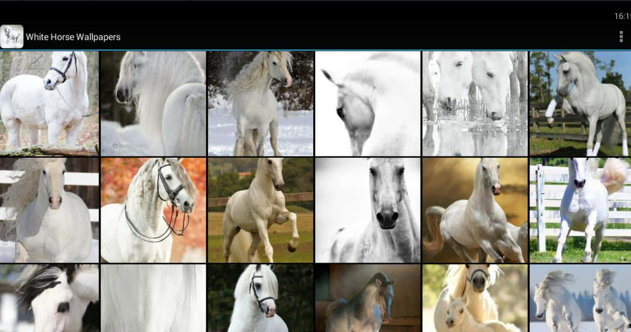 Uncolorato Collage Di Cavalli Sfondo