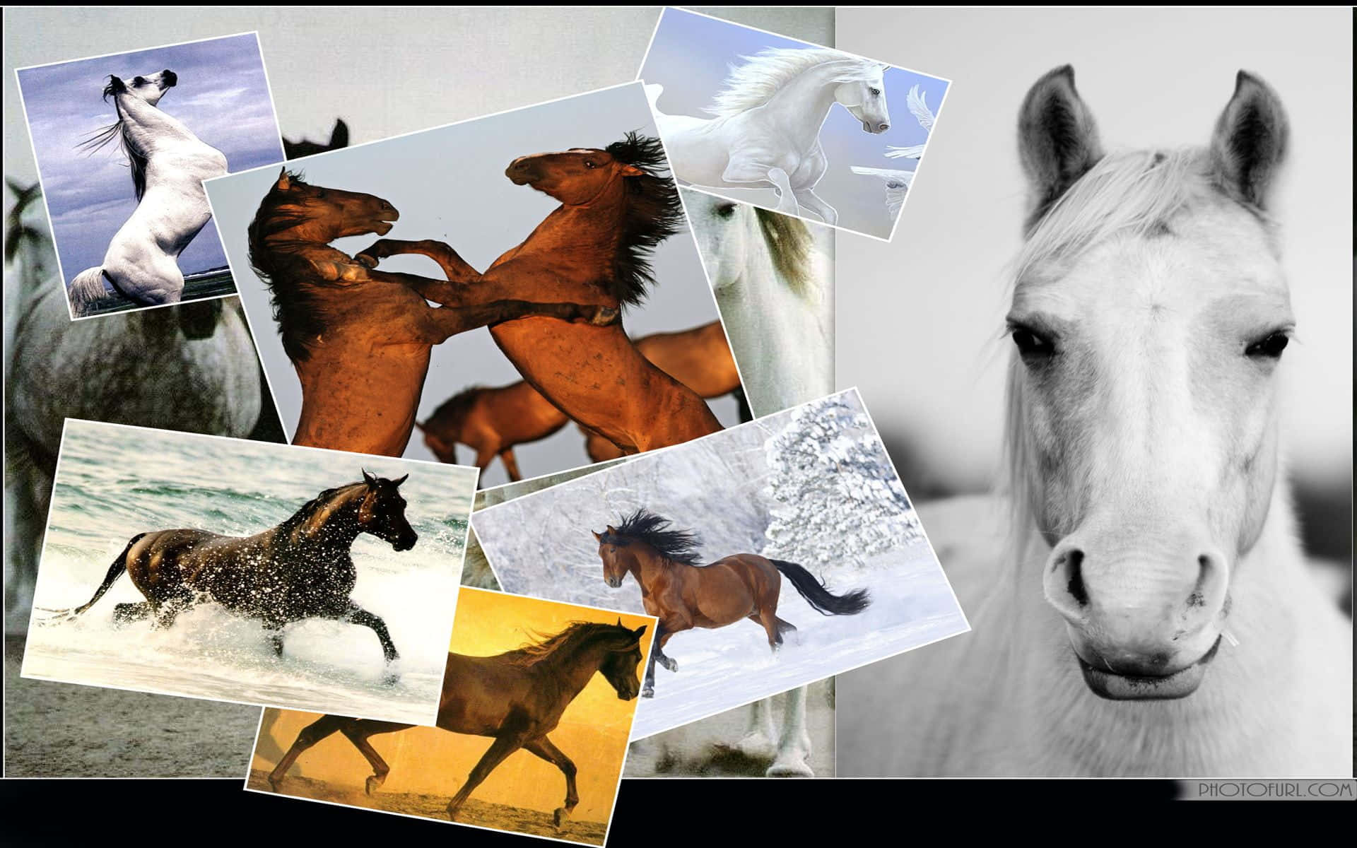 Stunning Collage of Horses Wallpaper