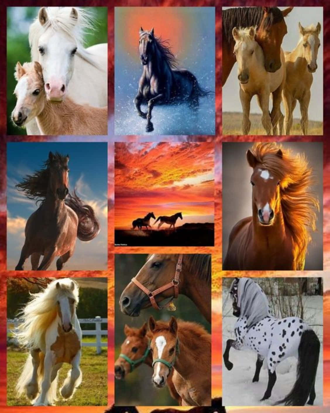 Eineaufregende Collage Inspirierender Pferde Wallpaper