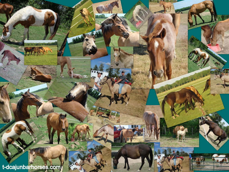 A Collage Of Horses And People Wallpaper
