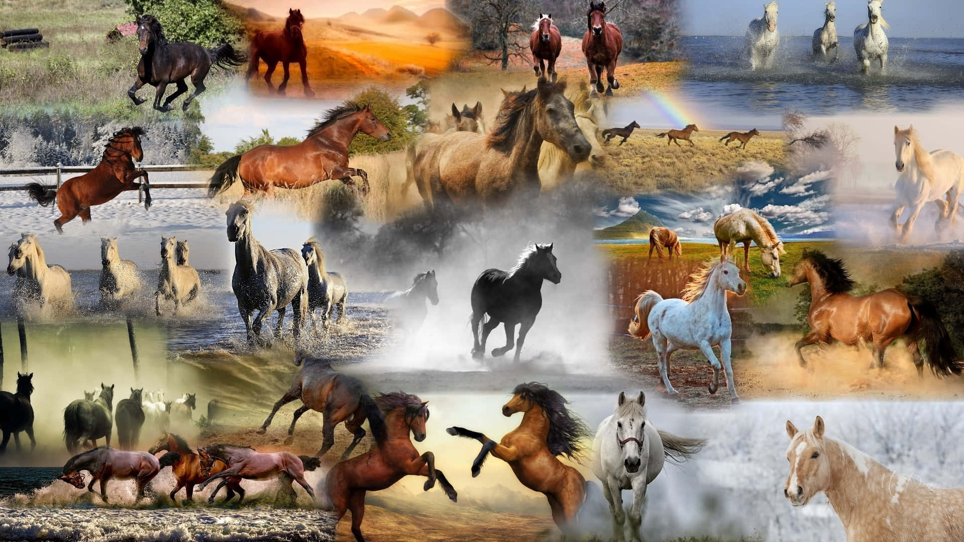 A Collage Of Horses Running In The Water Wallpaper