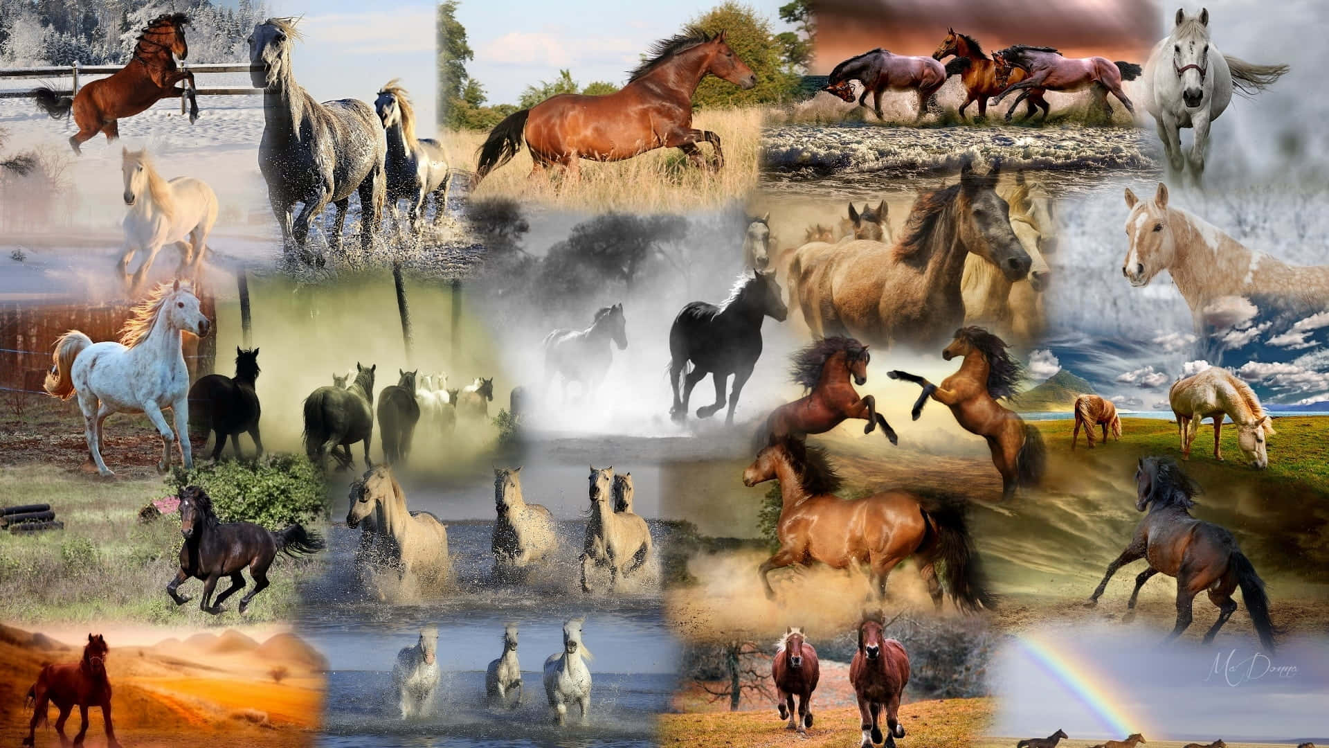 En Eklektisk Collage af Heste Wallpaper