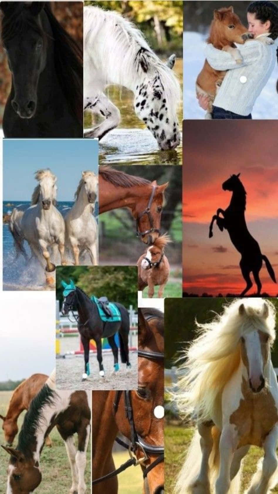The Majestic Beauty of Horses in One Collection Wallpaper