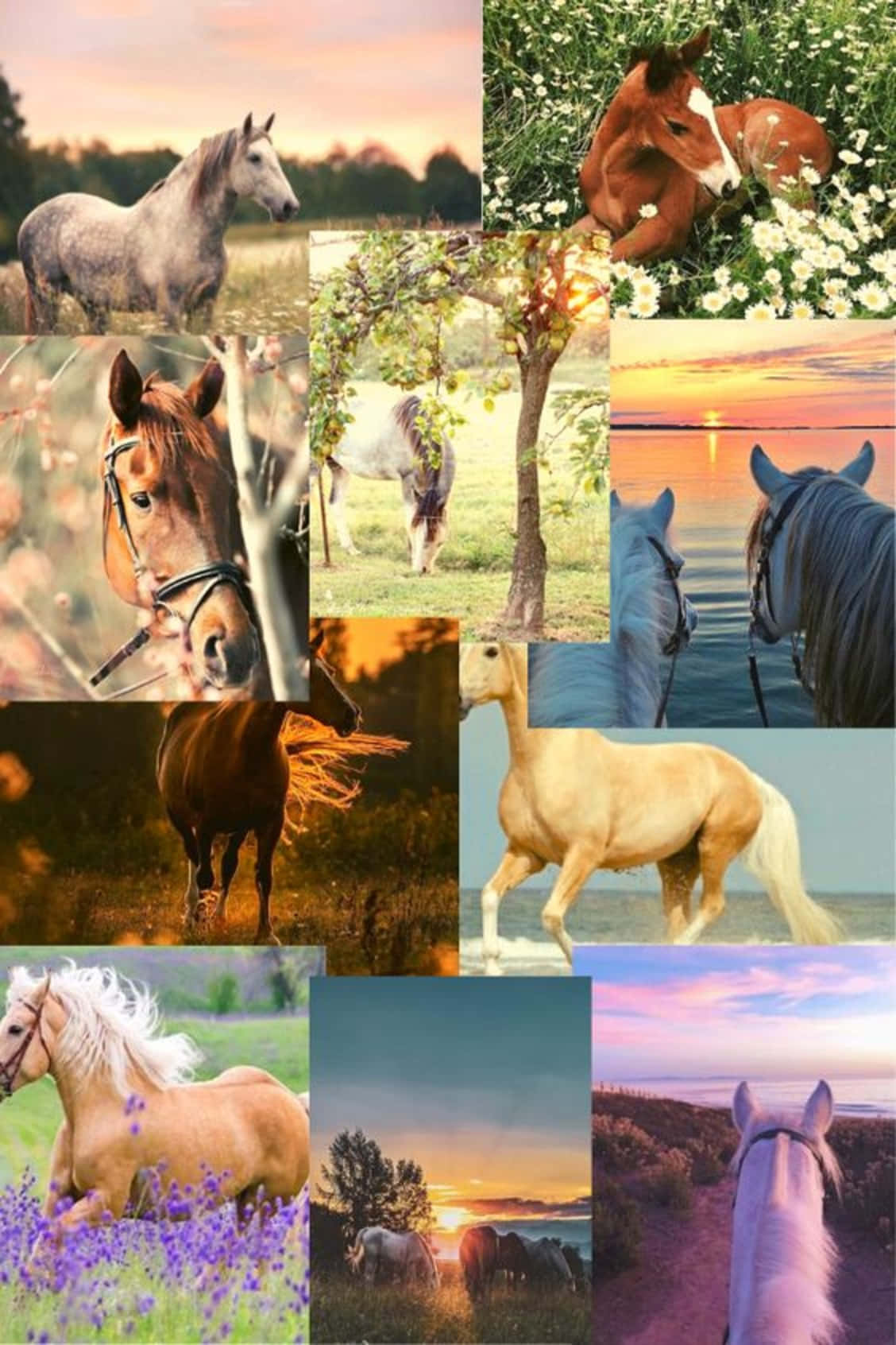 A Collage of Majestic Horses Wallpaper