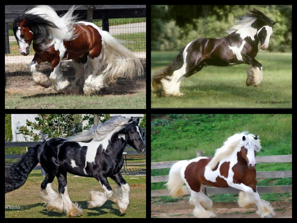 Celebral'amore Per I Cavalli Con Questa Allegra Collage Sfondo