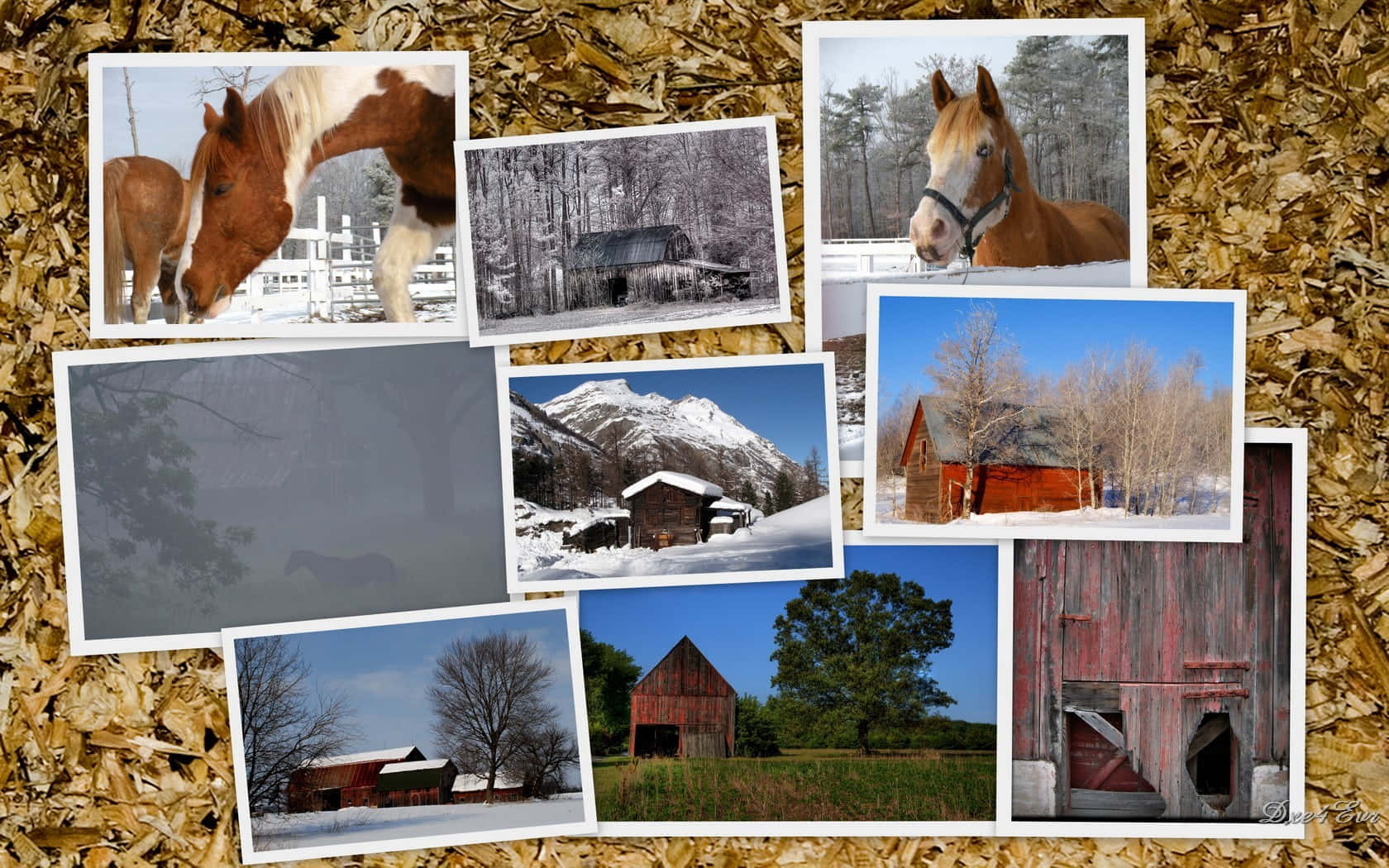 A beautiful collage of horses in all shapes and sizes. Wallpaper