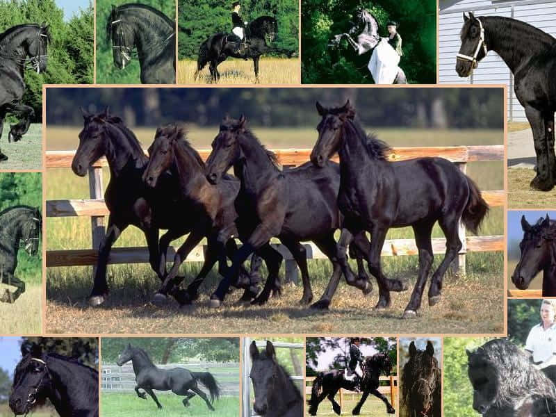 A beautiful collage of colorful horses. Wallpaper