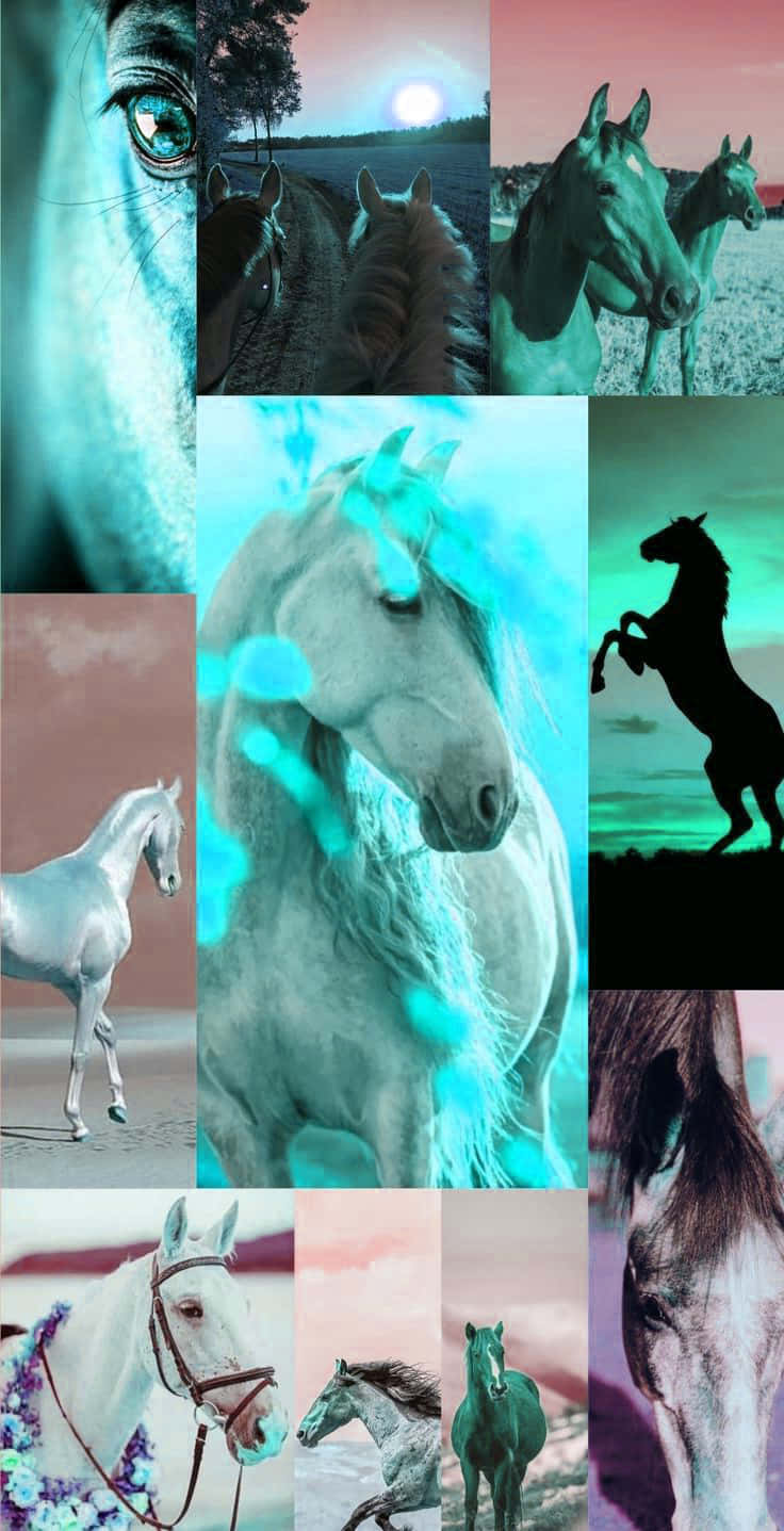 Et kollage af heste i forskellige farver Wallpaper