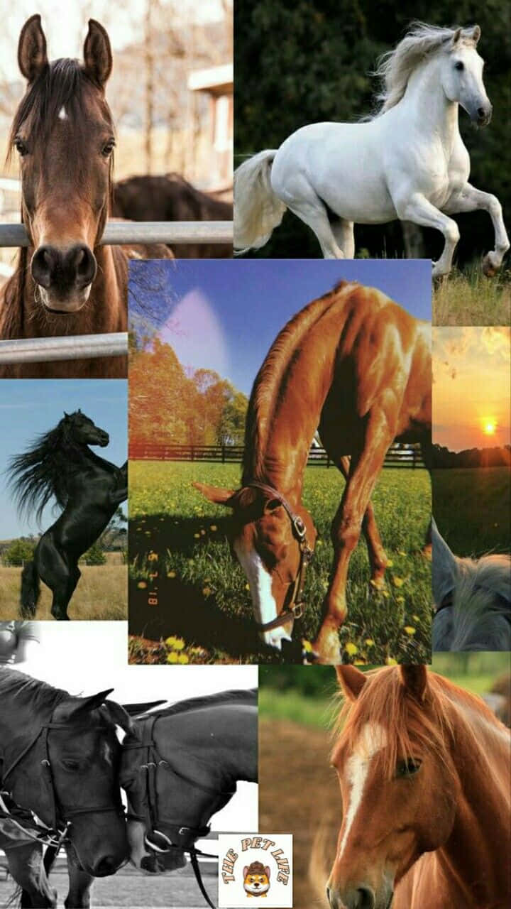 Et farverigt kollage af heste i alle former og størrelser Wallpaper