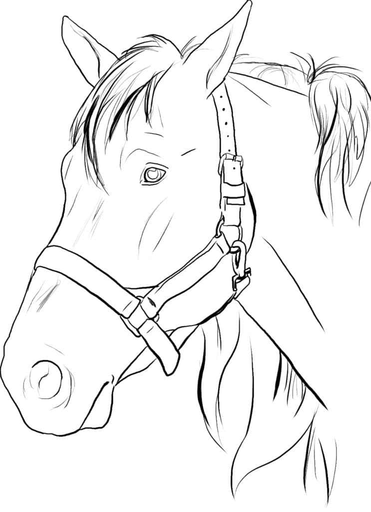 A Horse Head Drawing With A Bridle
