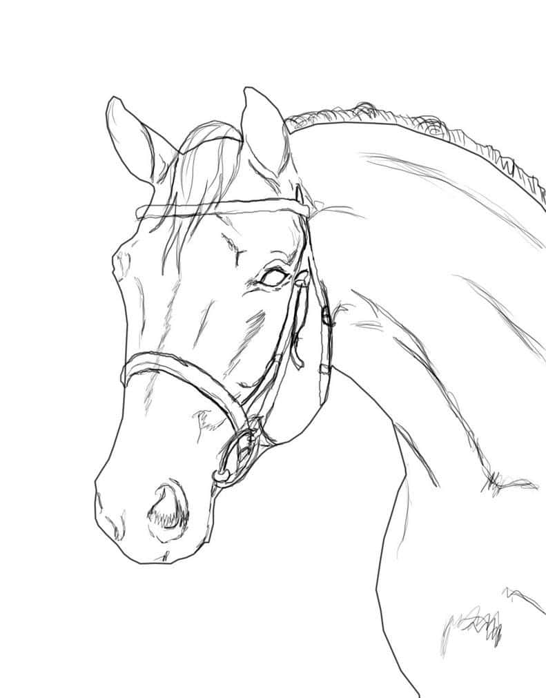 A Drawing Of A Horse With A Bridle