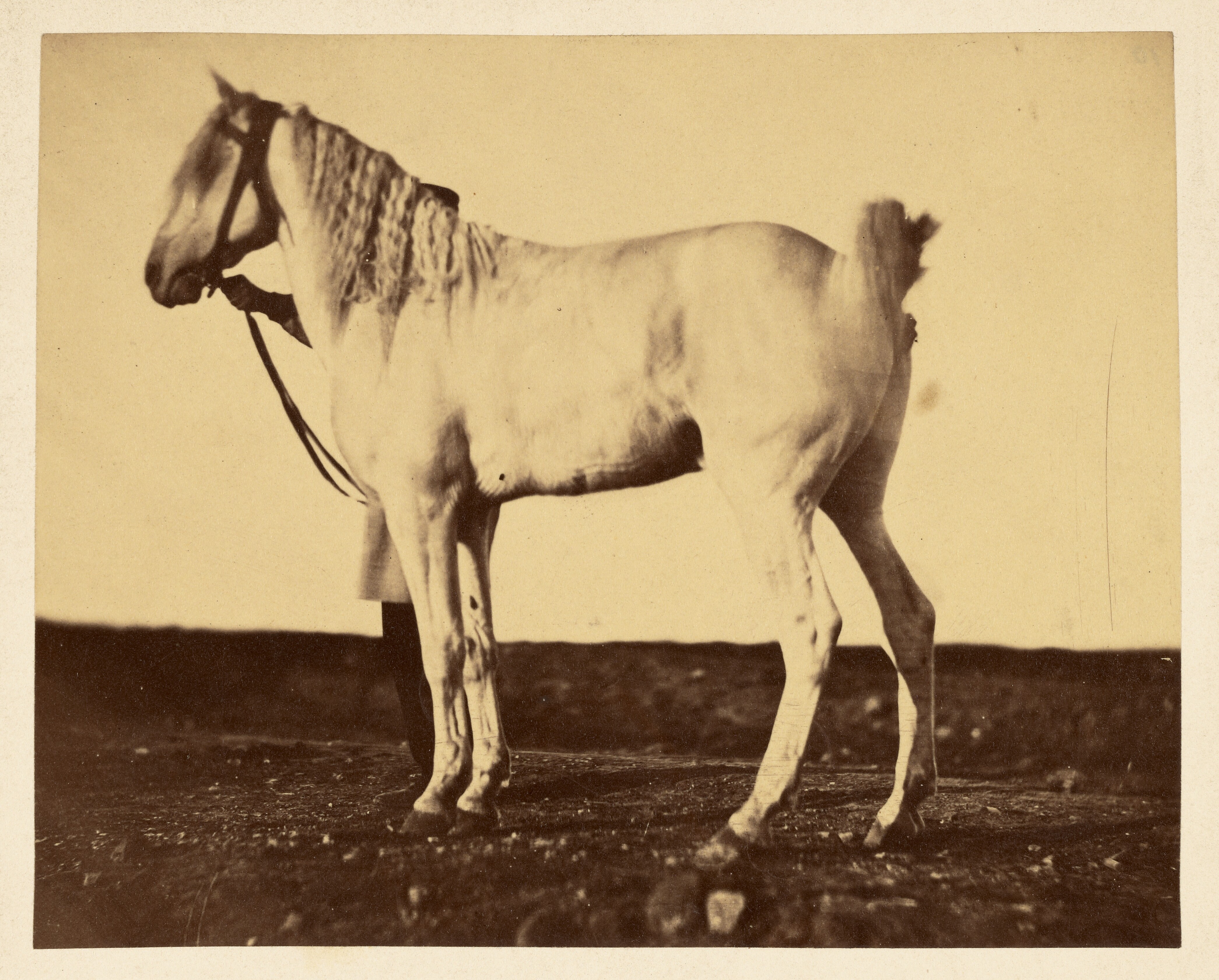 [Horse] Wallpaper