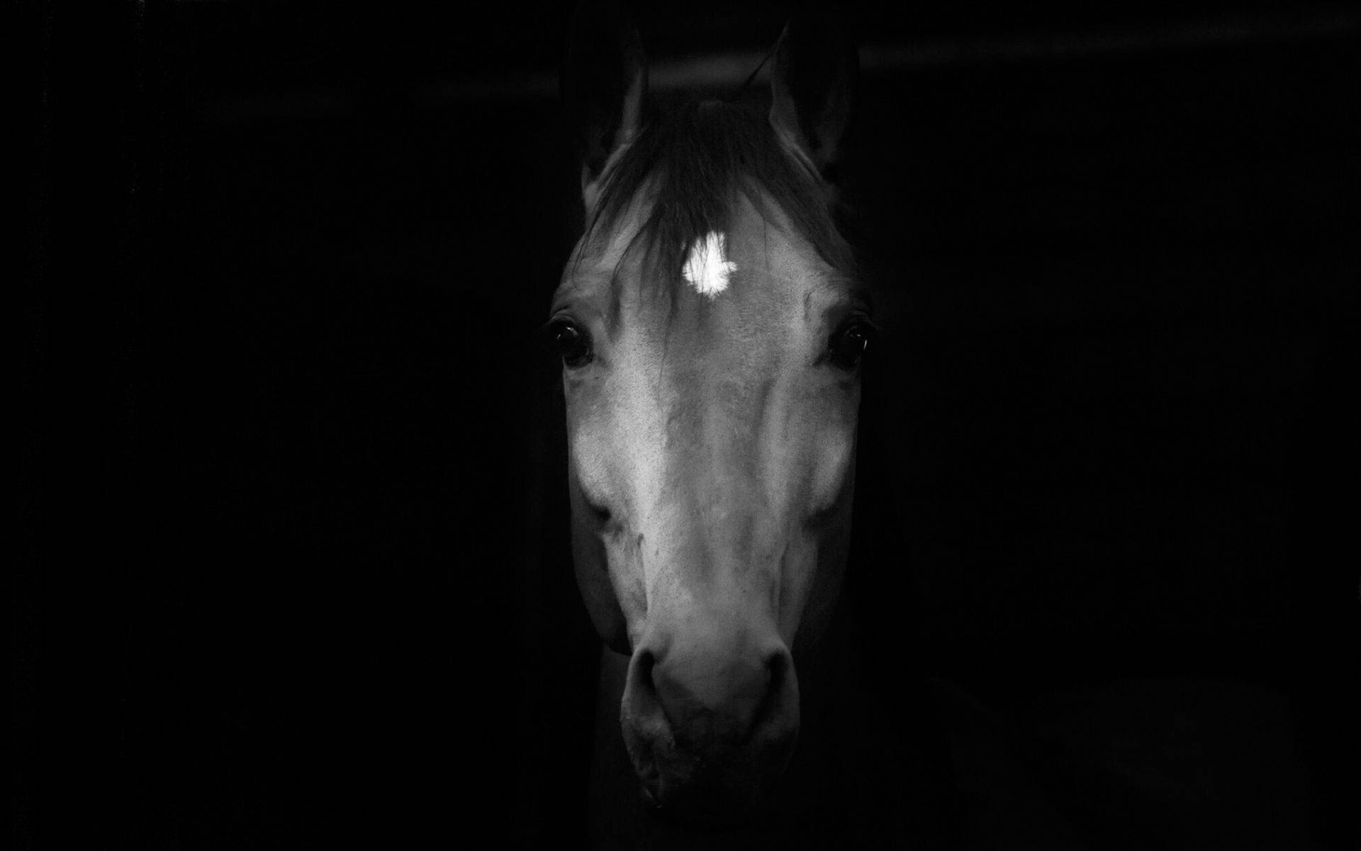 Horse Face Dark Portrait Wallpaper