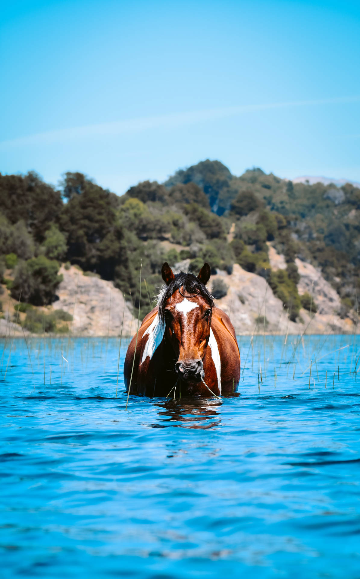 Horse Face Star On Water