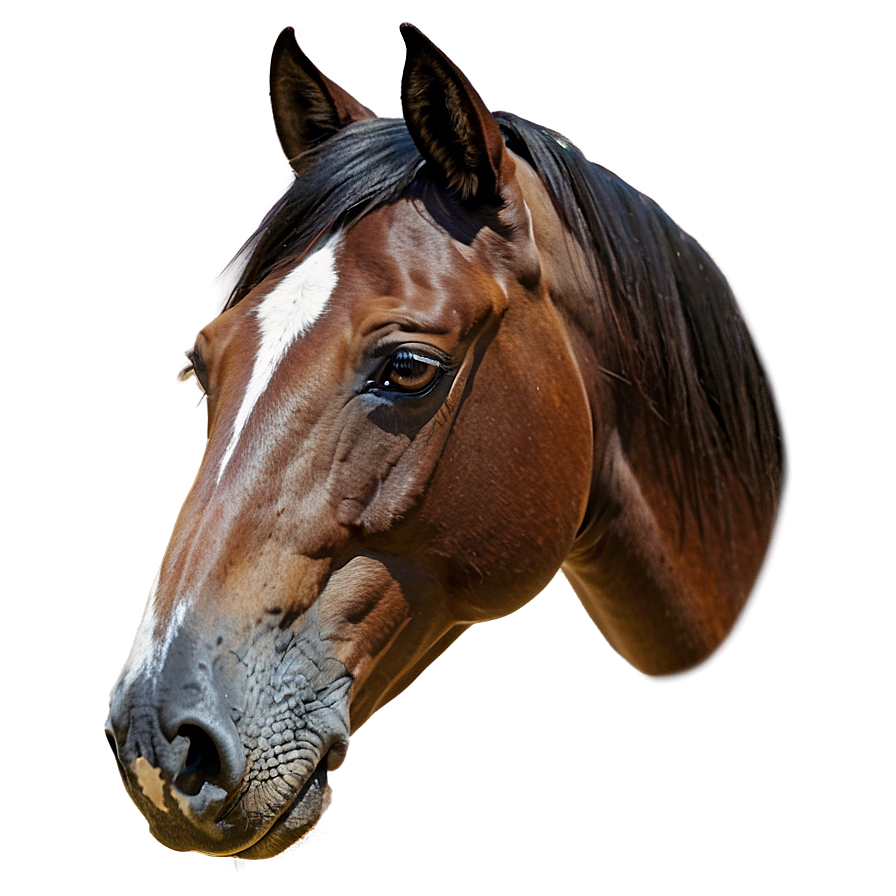 Horse Head A PNG