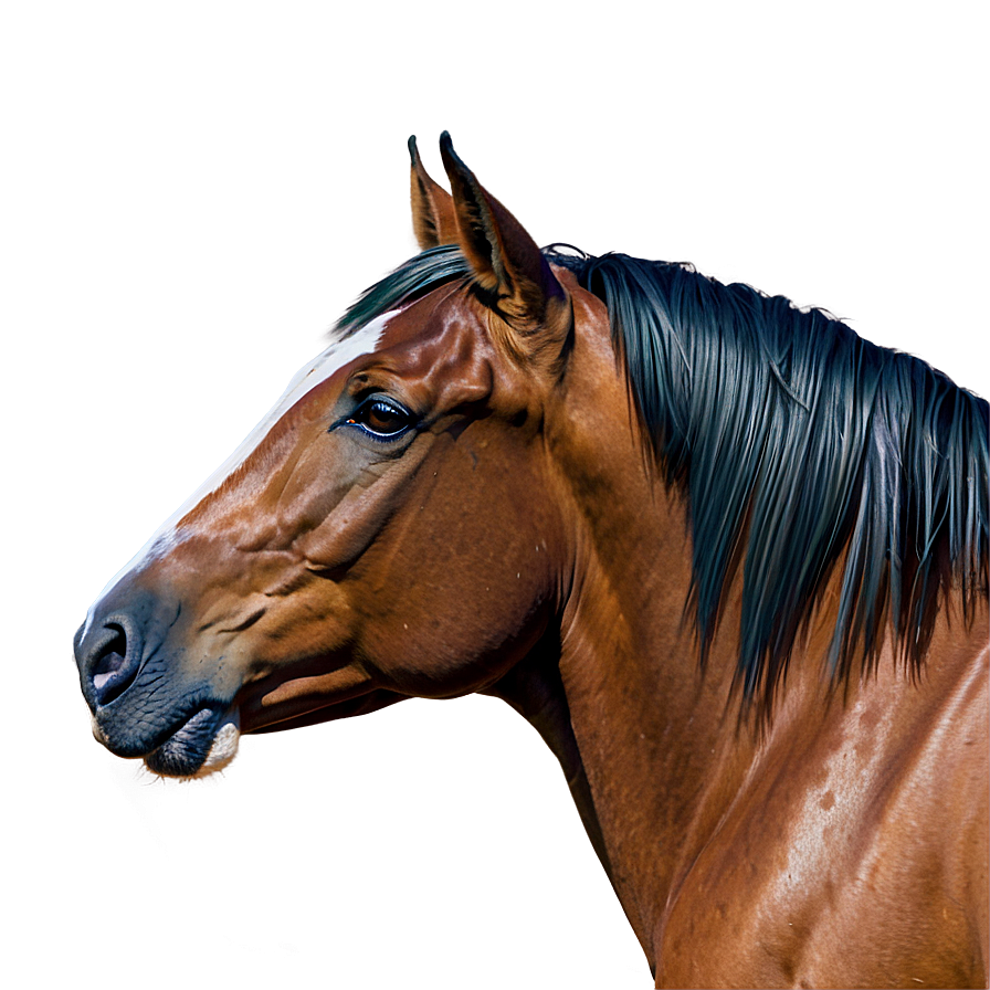 Horse Head B PNG